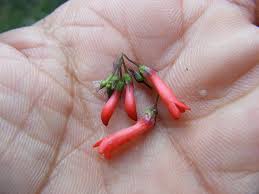 Image result for Russelia sarmentosa