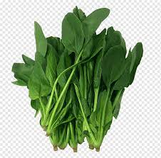 Dan bahan yang biasanya dijadikan sebagai. Bayam Komatsuna Makanan Sayuran Collard Hijau Sayur Sayur Daun Makanan Daun Png Pngwing