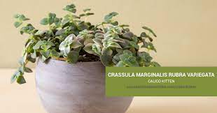Crassula pellucida ssp.marginalis крассула пеллюцида маргиналис. Crassula Marginalis Rubra Variegata Calico Kitten Succulents And Sunshine