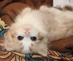 Find ragamuffins kittens & cats for sale uk at the uk's largest independent free classifieds site. Ragamuffin Cat World Ragamuffinworld Twitter
