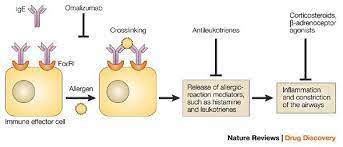 Pin On Immuno Based Therapies