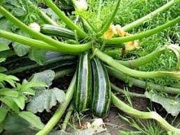 Wir geben tipps zur anzucht von zucchini und dem erfolgreichen. Anbau Und Pflege Der Zucchini Garten Ratgeber Net Garten Tipps Fur Hobbygartner