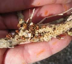 Image result for Pilostyles