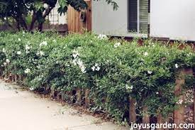 Description 24+ seeds of st. Potato Vine Care