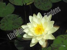 Image result for Nymphaea divaricata
