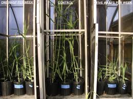 Image result for Cyperus breviradius