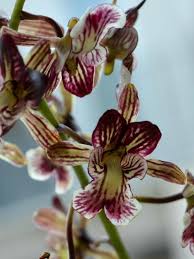 Image result for Oeceoclades saundersiana