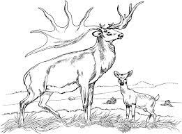 A google ingyenes szolgáltatása azonnal lefordítja a szavakat, kifejezéseket és weboldalakat a magyar és több mint 100 további nyelv kombinációjában. Buck And Doe Coloring Pages Coloring Home