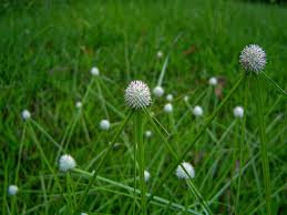 Image result for Kyllinga alba