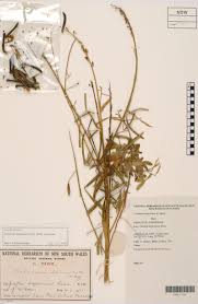 Image result for Crotalaria lanceolata