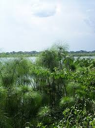 Image result for Cyperus papyrus