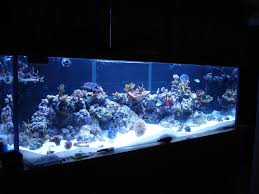 Getting your pets ready to fly takes a little legwork, but the information you provide helps us keep your pets safe and comfortable throughout their journey. Moving Your Reef Tank Reef Tank Relocation Aquanerd