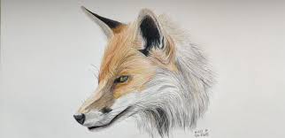 Using color called venetian red and dark grey, i do the gum. My Attempt To Draw Fur With Colored Pencil Drawing