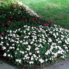 Image result for Impatiens wallerana
