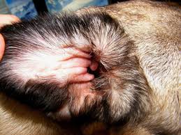 Irrigating the ear with olive oil can cause side effects such as itching, outer ear infections, dizziness, and skin irritation. How To Use Olive Oil To Get Rid Of Ear Mites Fast At Home Pethelpful By Fellow Animal Lovers And Experts