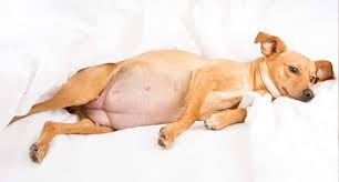 How do i figure out if a dog is pregnant? Things You Should Know When It Comes To Caring For A Pregnant Dog Wackojaco
