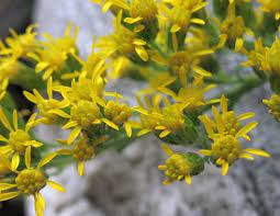 California Goldenrod Solidago Velutina Ssp Californica Perennial Herbs Garden Companion Planting California Plants