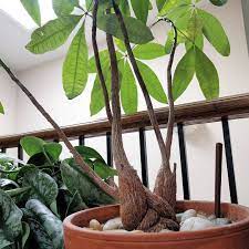 Check Out This Easy Go To Guide For Introducing Safe And Non Toxic Indoor Plants That Won T Pose A Risk To Your F Toxic Plants For Cats Plants Cat Safe Plants