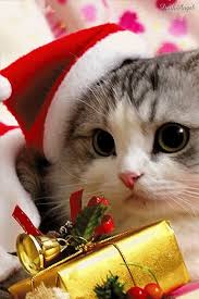 Little Kitty Cat Has A Little Christmas Gift For You Christmas Kitten Christmas Cats Christmas Animals