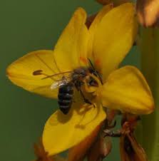 Image result for Wachendorfia