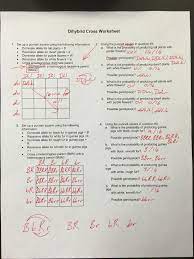 Some of the worksheets for this concept are chapter 10 dihybrid cross work, biology 3a practice genetics trihybrid cross dimples are, dihybrid cross work, punnett squares dihybrid crosses, dihybrid cross, punnett square work, dihybrid punnett square practice, practice genetic problems. Dihybrid Cross Worksheet Answers Nidecmege