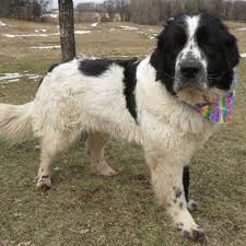 Maybe you would like to learn more about one of these? Lost Dog Saint Paul Newfoundlander Landseer Great Pyrenees Mix Female Date Lost 06 10 2019 Dog S Name Polly Breed Of Do Losing A Dog Dog Ages Dog Names