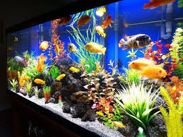 Colorful 75 Gallon Cichlids In A Fresh Water Tank Fish Aquarium Decorations Cichlid Aquarium Aquarium Decorations