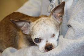 Harleysdream Hybrid Dog Chihuahua Love Dog Breeds
