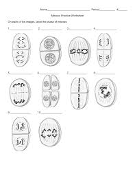A cell with a diploid number of 20 undergoes meiosis. Meiosis Stages Drawing Worksheet