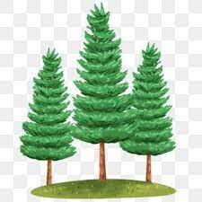 Pine Trees Illustration Pine Tree Nature Png Transparent Clipart Image And Psd File For Free Download Tree Illustration Watercolor Trees Watercolor Background