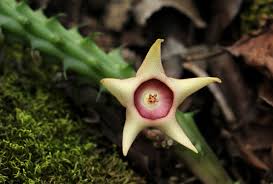 Image result for Huernia verekeri