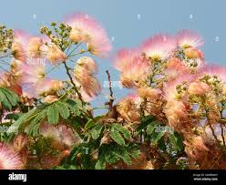 Image result for Fabaceae subfamily Mimosoideae