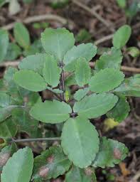 Image result for Kalanchoe pinnata