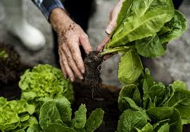 Achte darauf, beim schnitt die triebspitze unversehrt zu lassen. Salat Ernten Tipps Fur Pflucksalat Kopfsalat Plantura