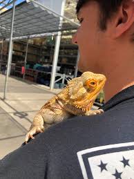 Cute dragon 🐉 #ALPHADRIVEONE #ALD1 #Xinlong ❤️❤️❤️❤️