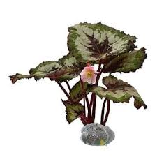 Rex begonias are not easy care plants and are mainly grown indoors, especially in the st. Jual Tanaman Begonia Rex Bibit Online