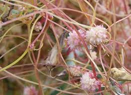 Image result for Cuscuta approximata