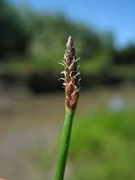 Image result for Eleocharis caduca