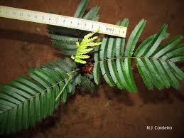 Image result for Newtonia