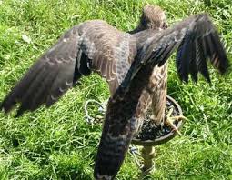 Check spelling or type a new query. Dimana Elang Ditemukan Peregrine Falcon Adalah Burung Pemangsa Tercepat Di Dunia Deskripsi Dengan Foto Video Berburu Elang Mengembangkan Kecepatan Maksimum Di Antara Makhluk Hidup Area Distribusi Elang Peregrine