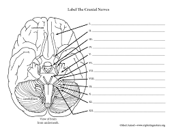 Cranial nerves are the nerves that emerge directly from the brain (including the brainstem), of which there are conventionally considered twelve pairs. Cranial Nerves Labeling Page