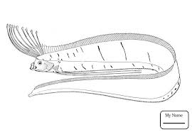 Oarfish Coloring Pages Printable Oarfish Sea Creatures Drawing Pelagic Fish