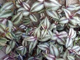 Image result for Commelina purpurea