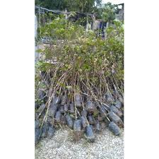 Toketnya juga ga gede2 amat kok kira2 segenggam tangan gua muat lah. Pokok Merawan Siput Jantan Shopee Malaysia