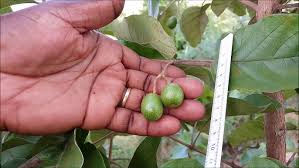 Image result for Vitex madiensis