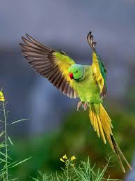 ป กพ นโดย teera wit ใน นก นกแก ว นก