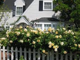 Golden Showers Rose Golden Showers Climbing Rose Yellow Climbing Roses Yellow Climbing Rose Climbing Roses Cottage Garden