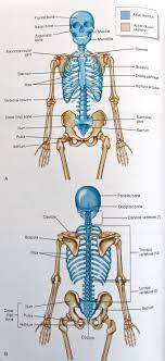 Axial And Appendicular Skeleton Http Ittcs Files Wordpress Com 2010 04 Img 0124 Jpg Anatomy And Physiology Human Anatomy And Physiology Medical Anatomy