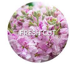 Wholesale flowers san jose public. United Wholesale Flowers