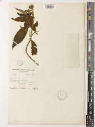 Image result for Costularia